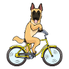 Malinois chien avec vélo