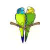 Budgerigar Budgie's Budgerigar