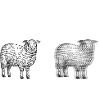 Schaf Unschaf Lustiges Bild