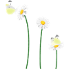 Cabbage white butterflies and daisies
