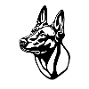 1 Malinois WHITEBackgroundohnetext