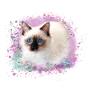 katze, rosa,aquarell ,malerei,graffiti,kätzchen