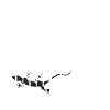 Quattro Fliegen fangen