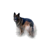 Deutscher Schäferhund