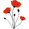 corn poppy