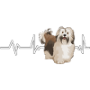 Havaneser Havanese Heartbeat