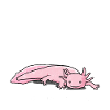 Axolotl Aquarium