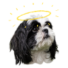 holy shih tzu