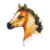 Cheval, poulain pur sang arabe