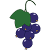Currant