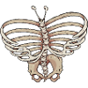 Butterfly Skeleton
