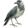 Jackdaw