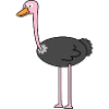 Ostrich ostrich