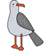Gull