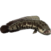 Snakehead Snakehead Fish