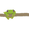 Green frog on a branch