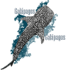 Galapagos Whale Shark