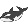 Killer whale