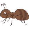 Ant