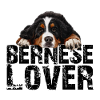 Bernese Mountain dog