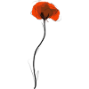 Poppy (day)