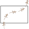 Gecko