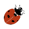 Ladybird