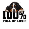 Bernese Mountain dog