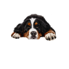 Bouvier bernois