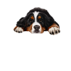 Bernese Mountain dog