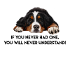 Bernese Mountain dog