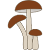 Fungi