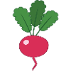 Radish