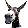eszel