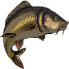 Carpe à écailles motif illustration