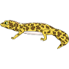 Gecko