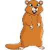 Marmot