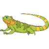 Iguana