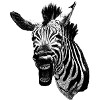 Grumpy Zebra