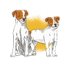 Parson Russell Terrier