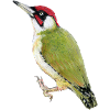 Green woodpecker