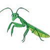 Mantis praying mantis