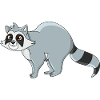 Raccoon