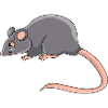 Rotte