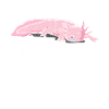 Axolotl
