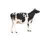 Vaches Vaches Agriculture Ferme