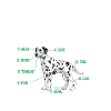 Anatomy of a Dalmatian