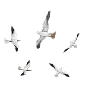 Seagulls, gulls, terns, seabirds