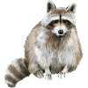 Waschbär