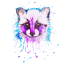 raccoon